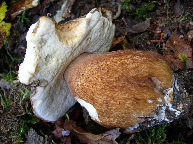 2005 :  Un anno di funghi